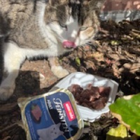 photo de livraison pour Bien vivre avec les Chats Sallélois