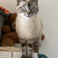 photo de livraison pour Cosette