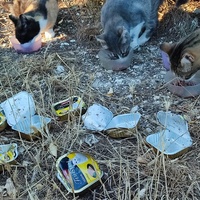 photo de livraison pour ANIMAL ATTITUDE