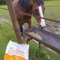 photo de livraison pour Hearthland Royal Horse