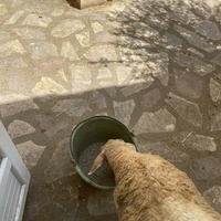 photo de livraison pour Chats Libres de Béziers