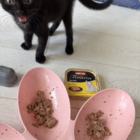 photo de livraison pour Association Les Chats de la Lune