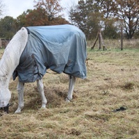 photo de livraison pour Happy Horse Day