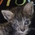photo animal