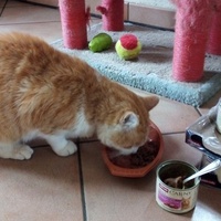 photo de livraison pour Jardin des Chats