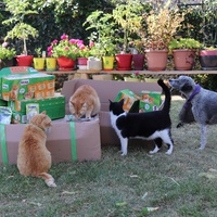 photo de livraison pour Au Paradis Des Chats