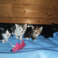 photo de livraison pour Paroles de Chats