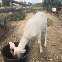 photo de livraison pour La Ferme des Zanimobiles