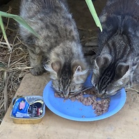 photo de livraison pour Ecole du Chat des Alpilles