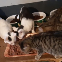photo de livraison pour Pour l'Amour des Chats