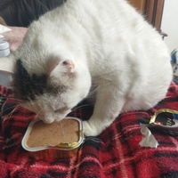 photo de livraison pour Association Les Chat'mis de Caramel