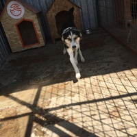 photo de livraison pour Save & Hope for Dogs