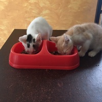 photo de livraison pour Refuge du Poil à la Plume
