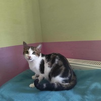 photo de livraison pour Les Chats de la Rue