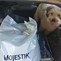 photo de livraison pour For the Strays - Paws of Greece