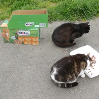 photo de livraison pour Chats Sans Toi"T"