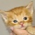 photo animal