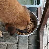 photo de livraison pour Civic Initiative Kane Korzo Skopje