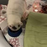 photo de livraison pour Les Chats De QUEAUX