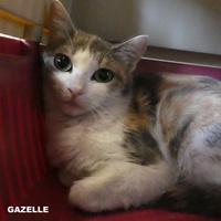 photo de livraison pour ANIMAL ATTITUDE