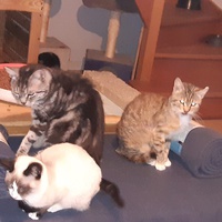 photo de livraison pour Pour l'Amour des Chats