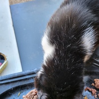 photo de livraison pour Chat de Gout'hier sans Toit