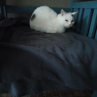 photo de livraison pour Ecole du Chat Libre de Caillerot