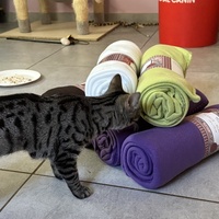 photo de livraison pour APATE