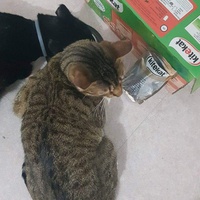 photo de livraison pour Les chats Port-Saint-Louisiens