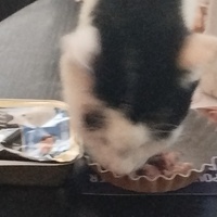 photo de livraison pour Cat Miaou