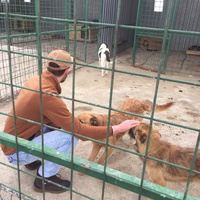 photo de livraison pour Save & Hope for Dogs