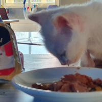 photo de livraison pour Les Chats lectourois