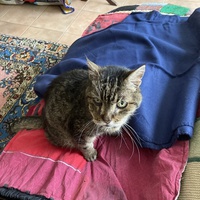 photo de livraison pour Ecole du Chat des Alpilles