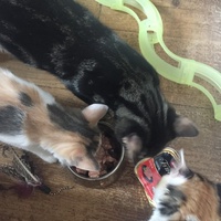 photo de livraison pour Les Chats de Condom 32