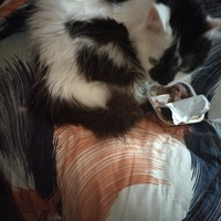 photo de livraison pour Chats Grains d'Amour