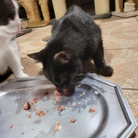 photo de livraison pour Chat de Gout'hier sans Toit