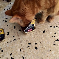 photo de livraison pour Chats Grains d'Amour