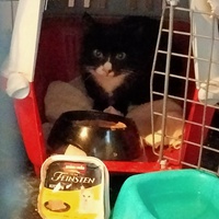 photo de livraison pour Chats errants du val du crenu