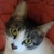 photo animal