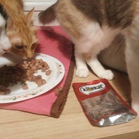 photo de livraison pour Les Pattounes de l'Espoir