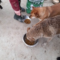 photo de livraison pour Udruženje za zaštitu životinja "Pongo"