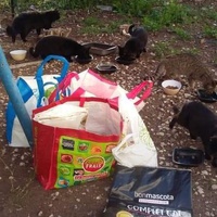 photo de livraison pour Les Chats-Pitresdelavi-Ste