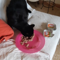 photo de livraison pour L'Arche des Amis à pattes