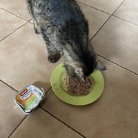 photo de livraison pour Ecole du Chat des Alpilles