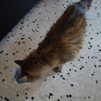 photo de livraison pour Chats Grains d'Amour