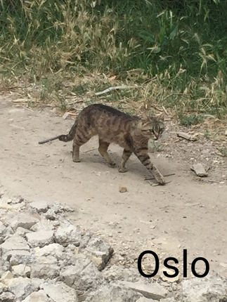 Oslo Ecole Du Chat Des Alpilles Animal Webaction Oslo Ecole Du Chat Des Alpilles Animal Webaction