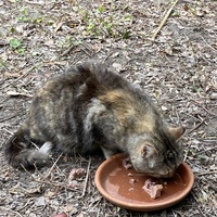 photo de livraison pour Les Chats Perchés de Mirmande