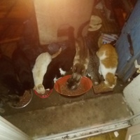 photo de livraison pour Les Chats de Pierrot
