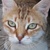 photo animal