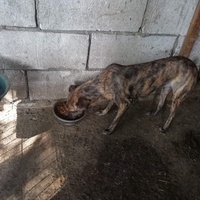photo de livraison pour asociatia centrul de formare pentru activitati voluntare natura deva